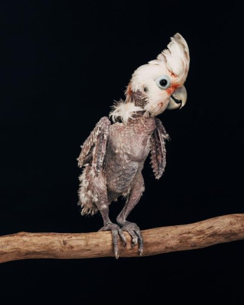Earthbound | Portrait series of Captive Birds by Oliver Regueiro