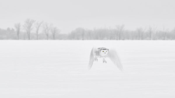 Snow and owl