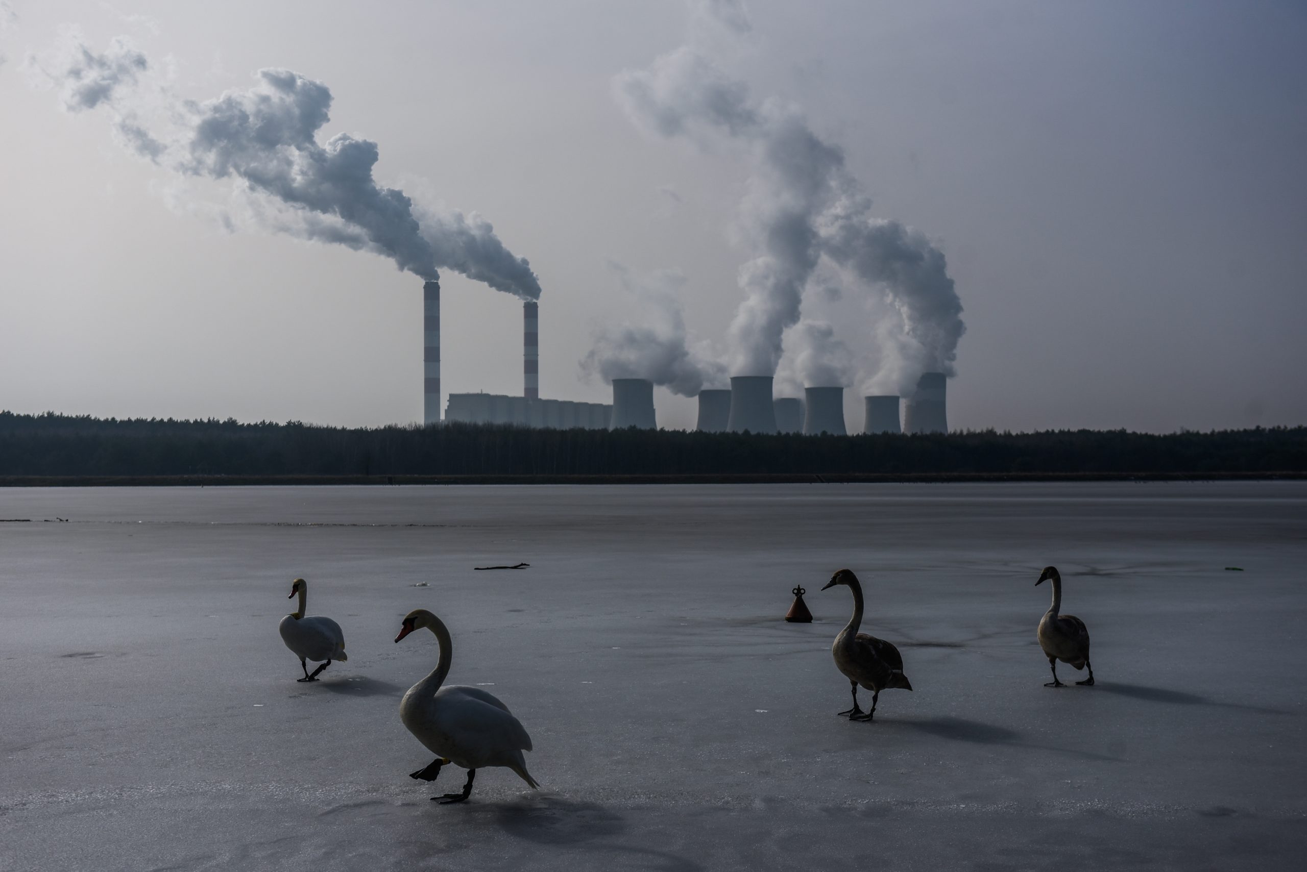 swans walking in front of factory fumes