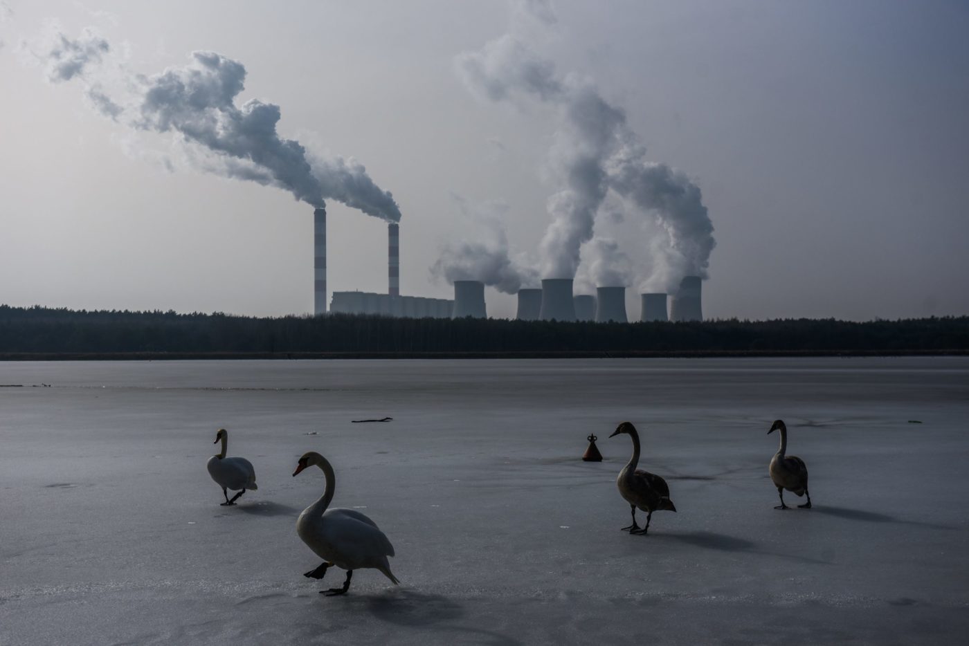 Omar Marques swans walking in front of factory fumes