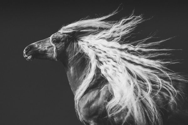 black&white photo of a horse