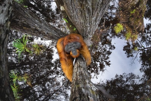a monky climbing up on a tree