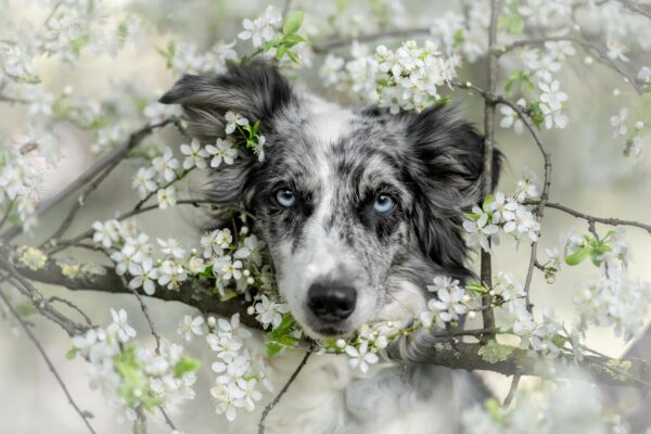 dog in between flowers